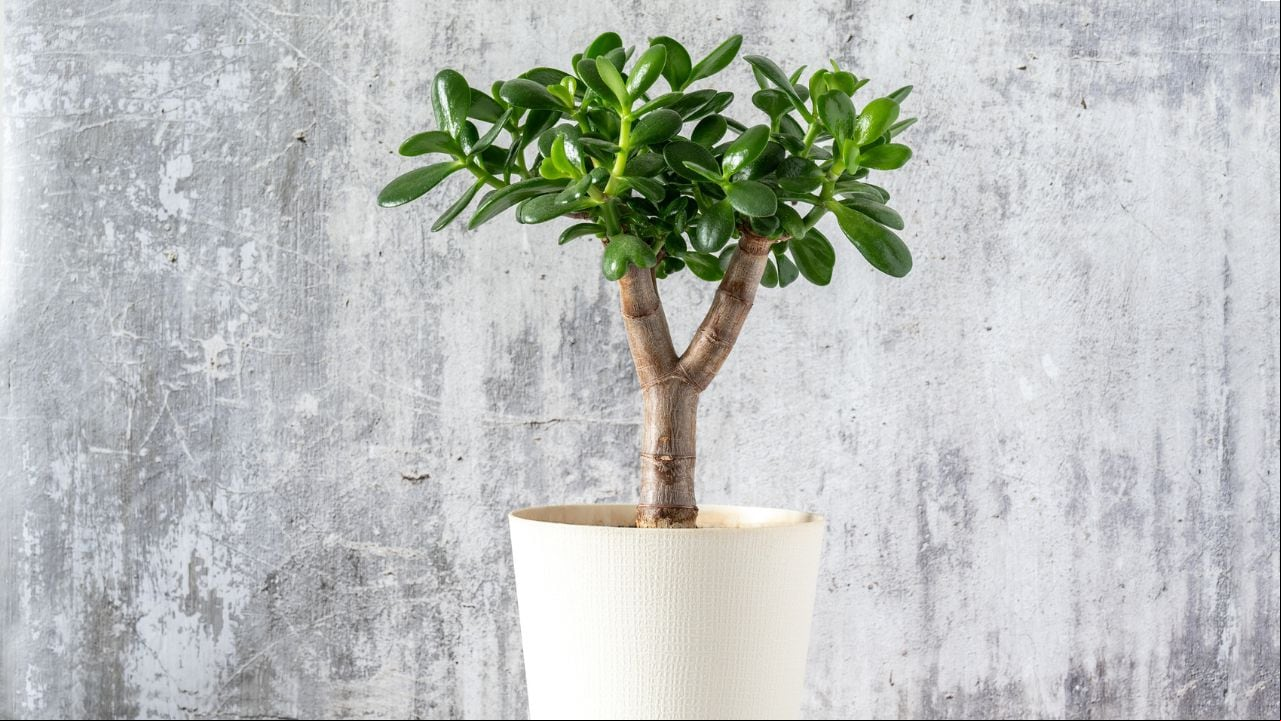 Ajo en el árbol de jade.