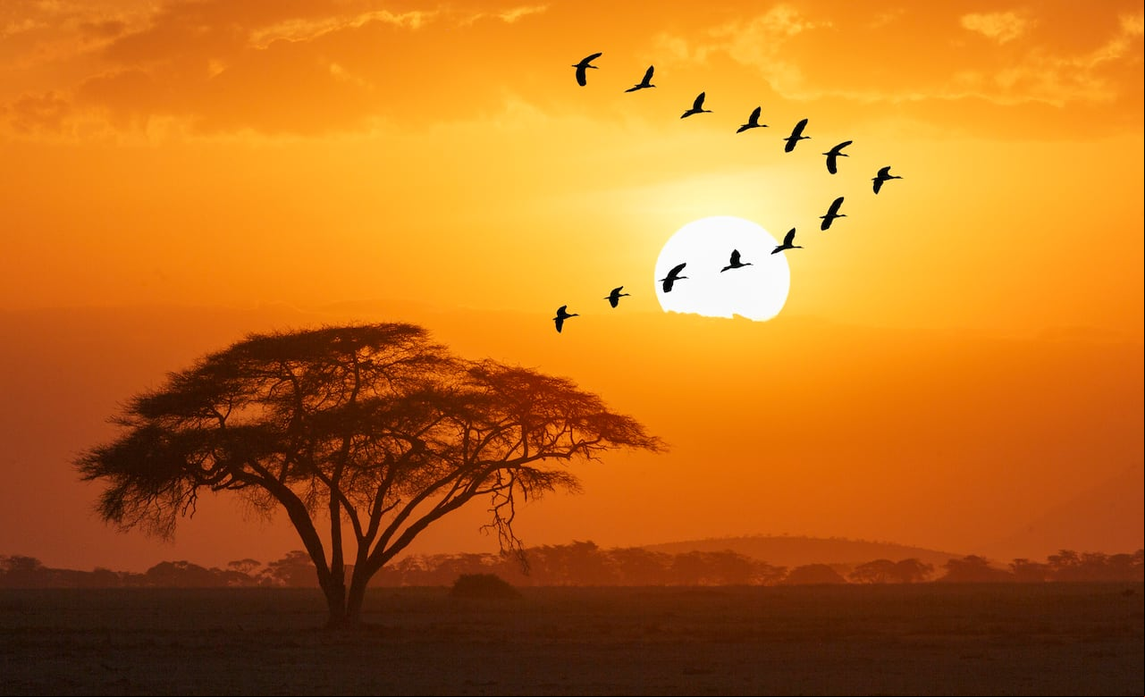 Sin las complicaciones de los trámites de visa, los colombianos pueden descubrir la rica historia y la impresionante belleza natural de África en una variedad de destinos accesibles.