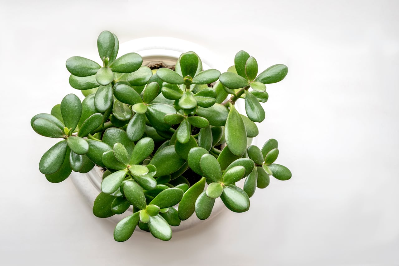 El Árbol de Jade debe ubicarse en zonas específicas de su casa.