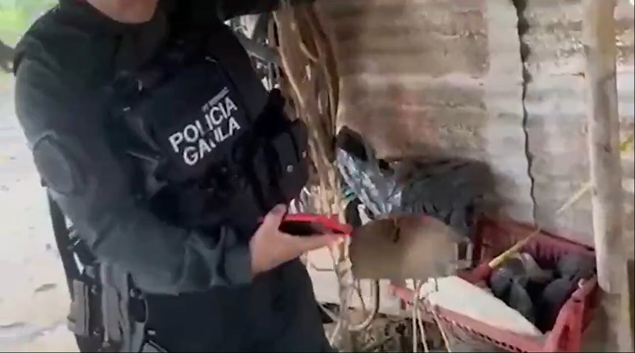 Estas son las cadenas con las que estaban amarrados la mujer y los dos menores de edad en la finca de Clarinetero, Arauca.