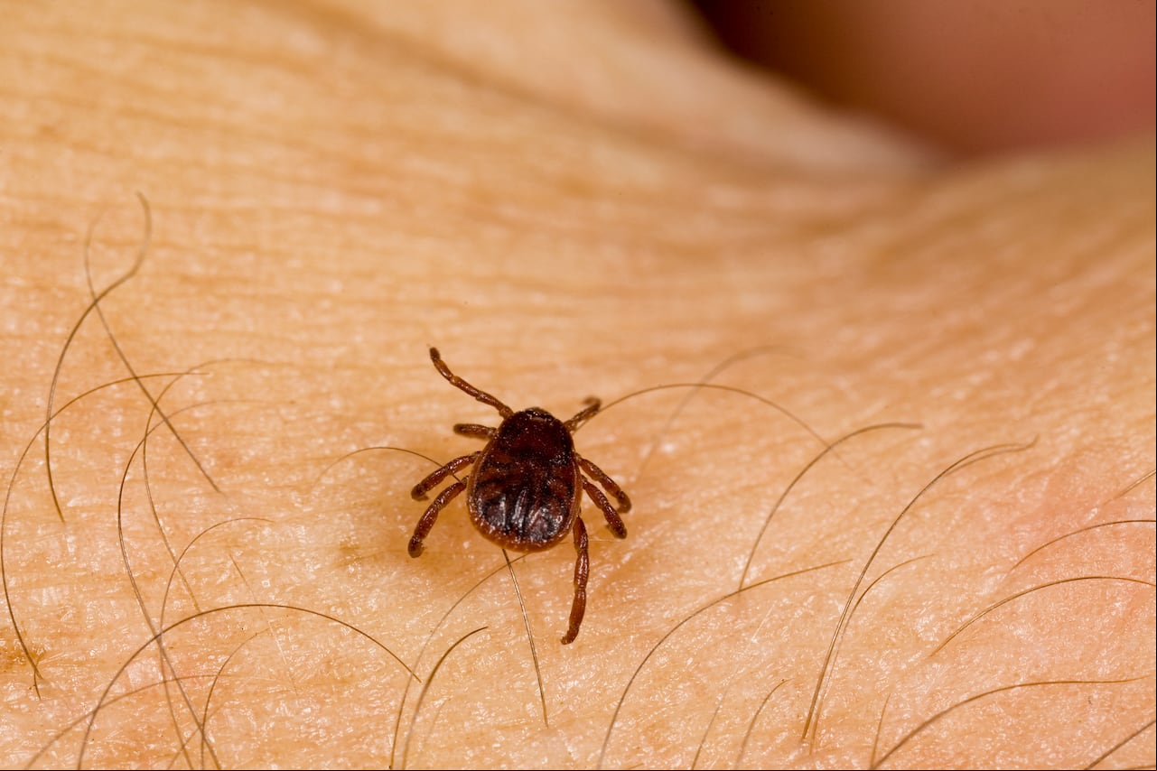 Más allá de la imaginación: el intrigante mundo de las garrapatas como símbolos oníricos