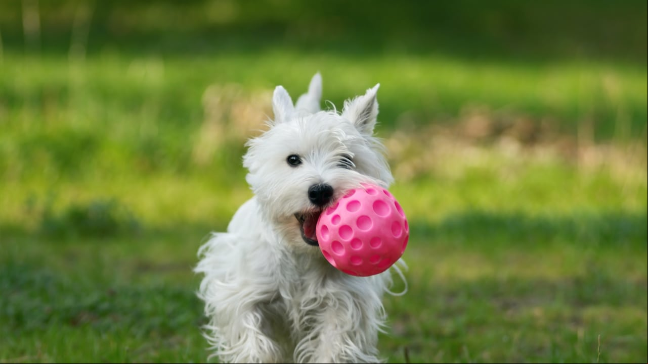 Perro feliz jugando con pelota