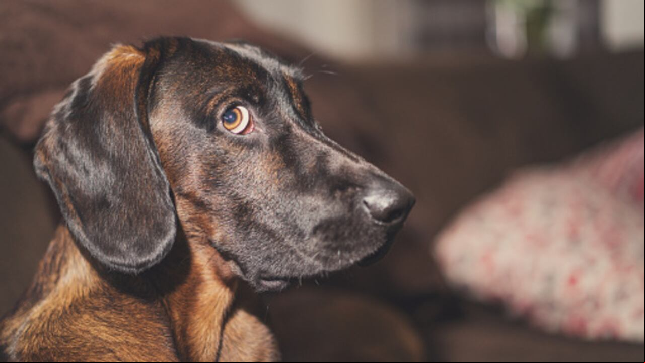 Perro sentando con una mirada culpable en el rostro.