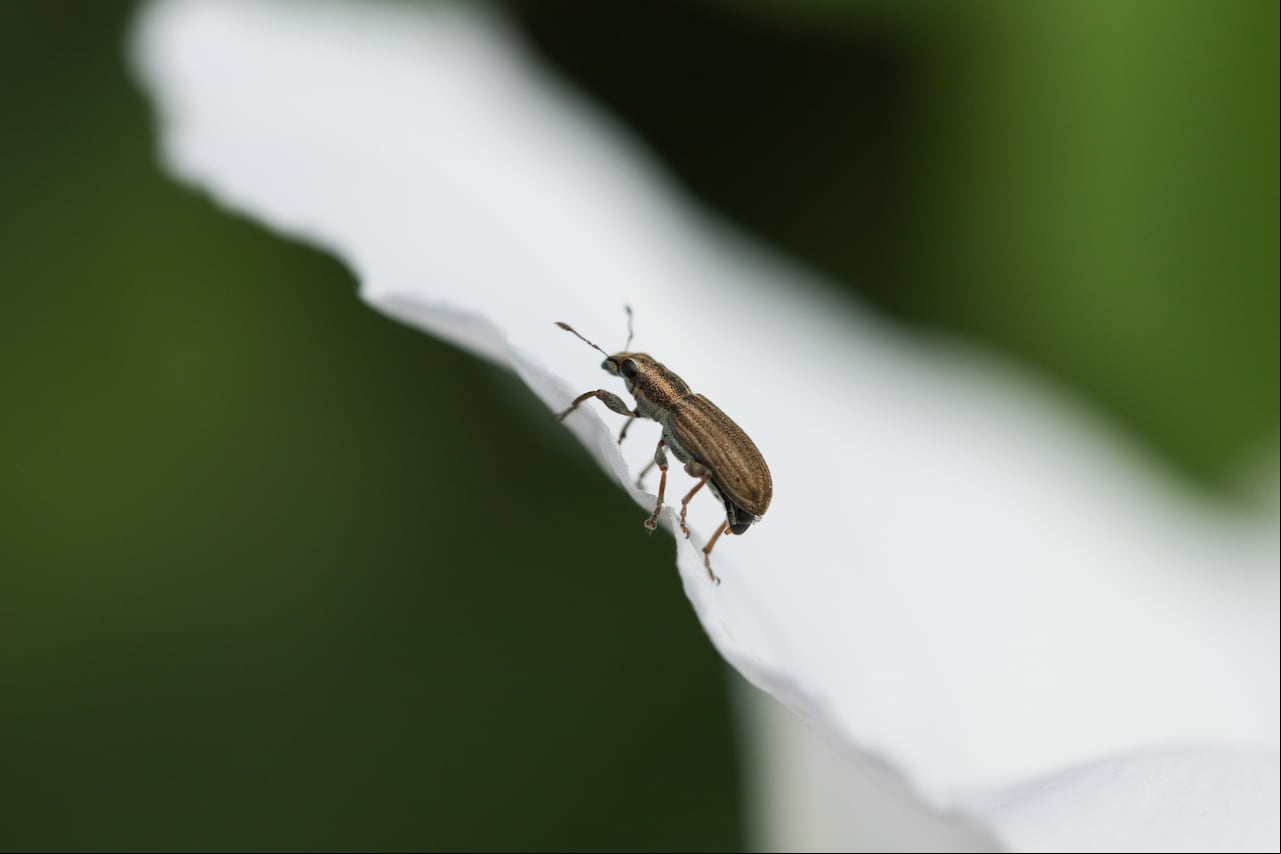 insectos.- gorgojos