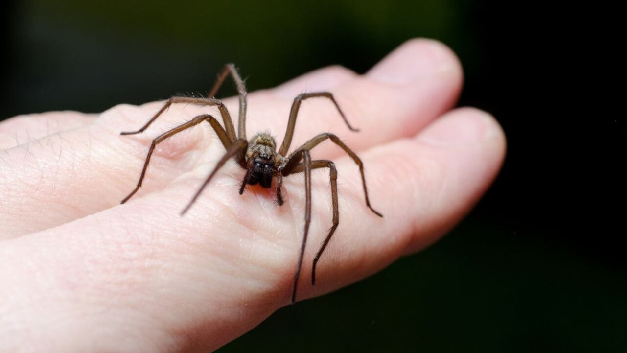 Araña venenosa.