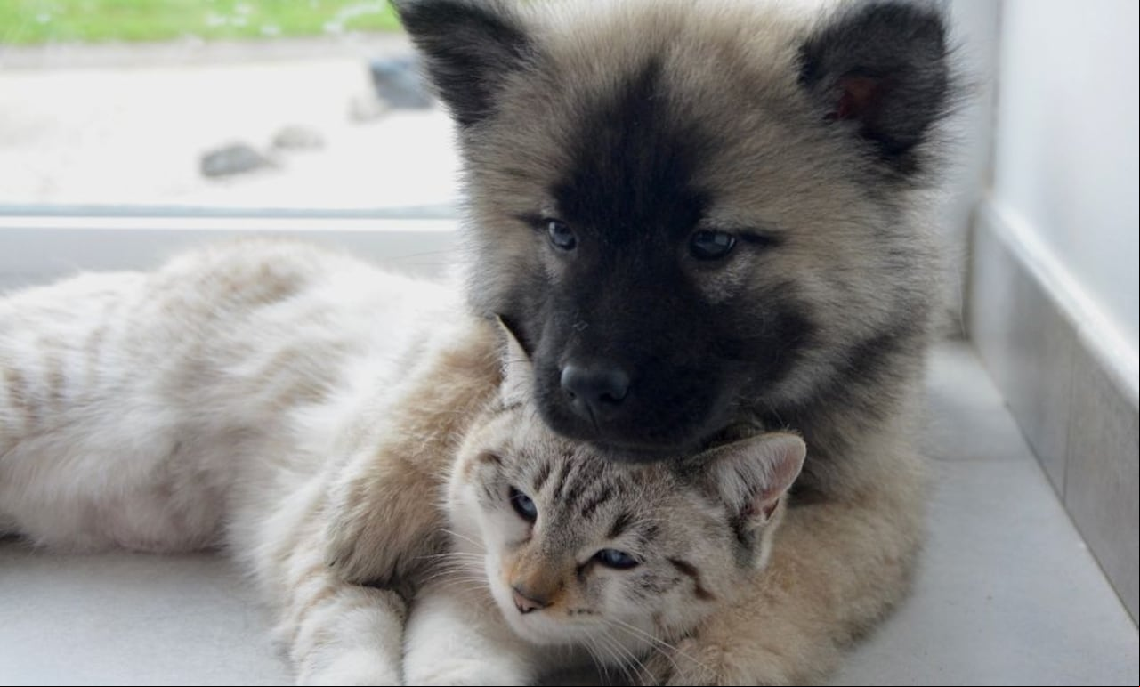 gato y perro
