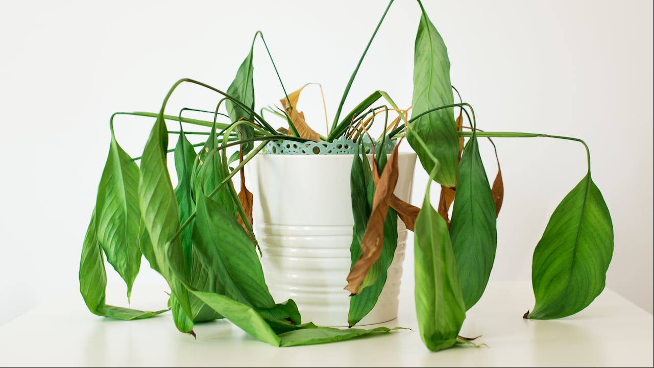 Existen muchas formas de revivir una planta seca.