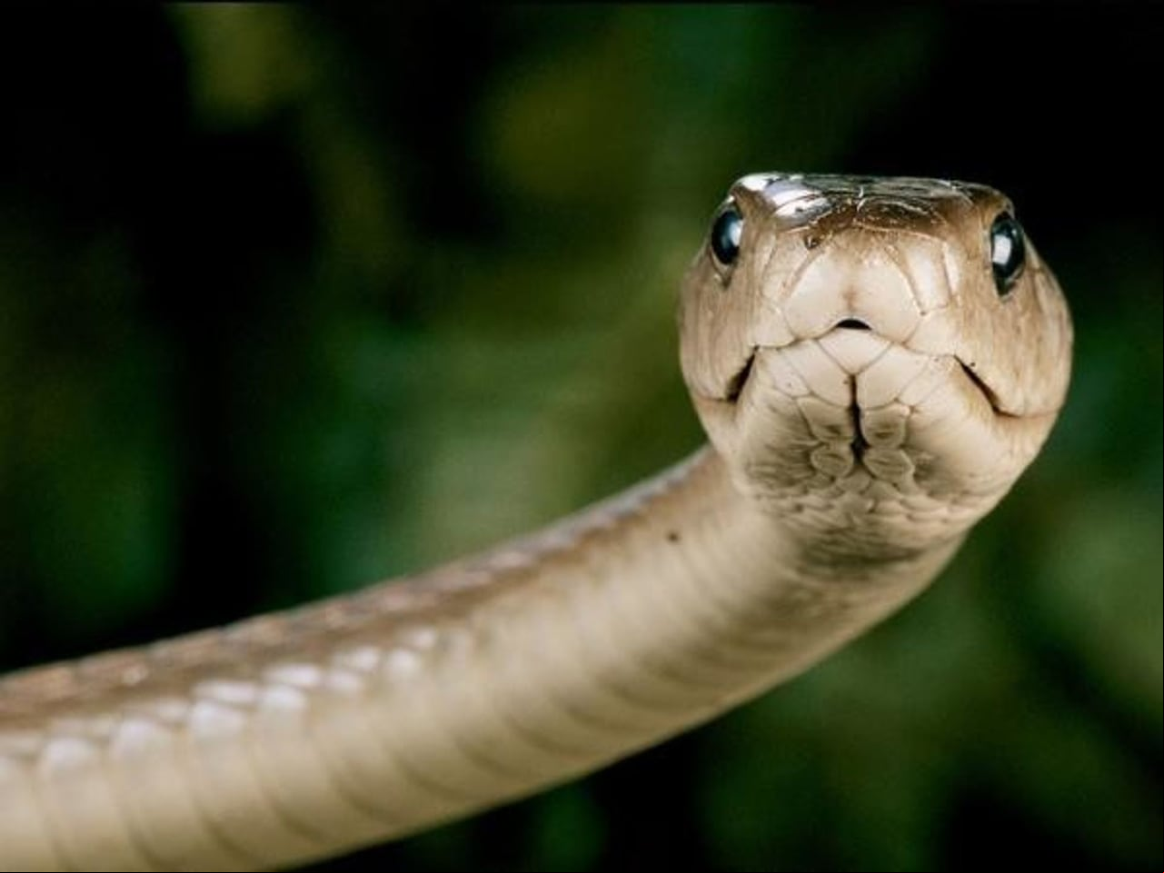 Aunque se le conoce como "mamba negra" debido al color oscuro de su piel, en realidad, su nombre científico es Dendroaspis polylepis, que se traduce como "serpiente arbórea de escamas brillantes".