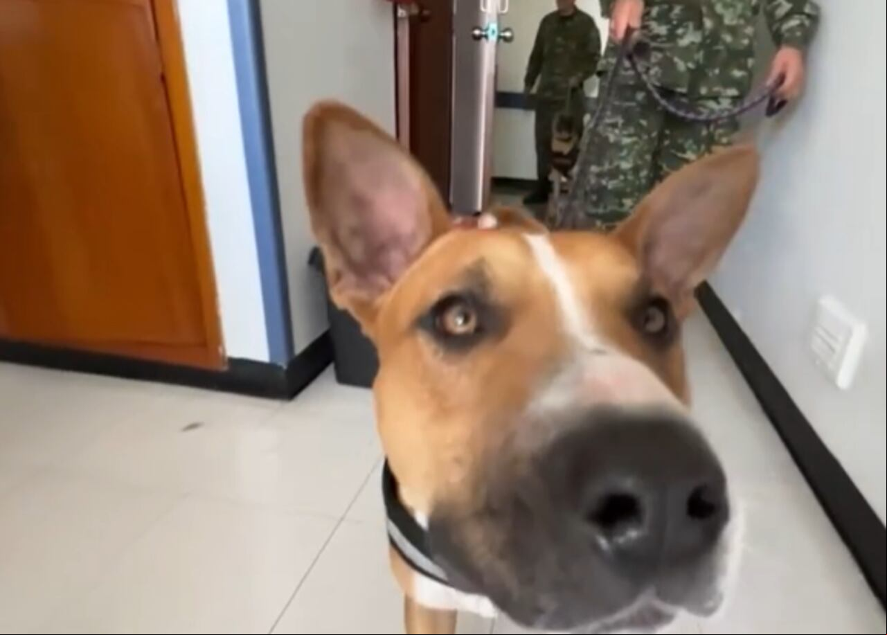 Paco, un perro rescatado, es uno de los caninos de apoyo emocional.
