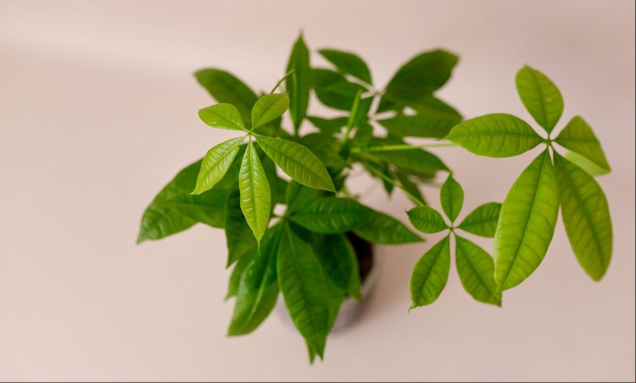 Pachira aquatica