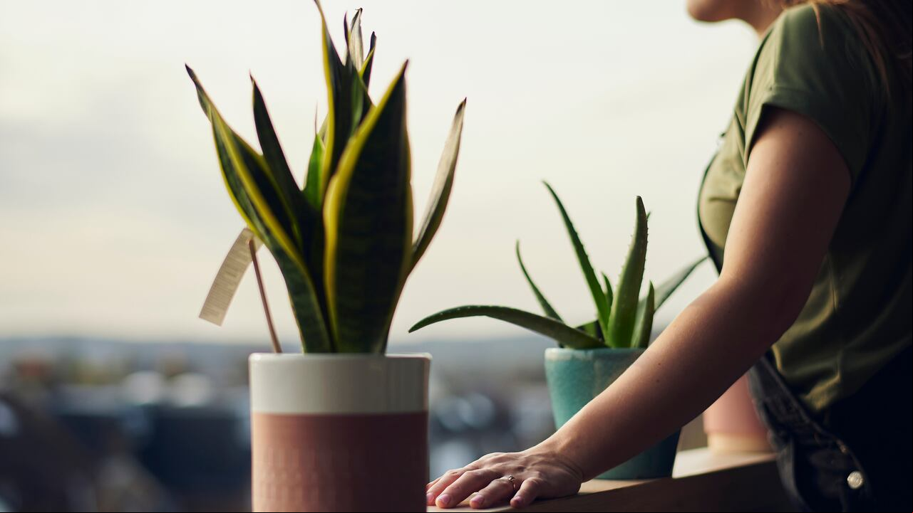 Transformando la rutina nocturna: plantas beneficiosas para un mejor descanso