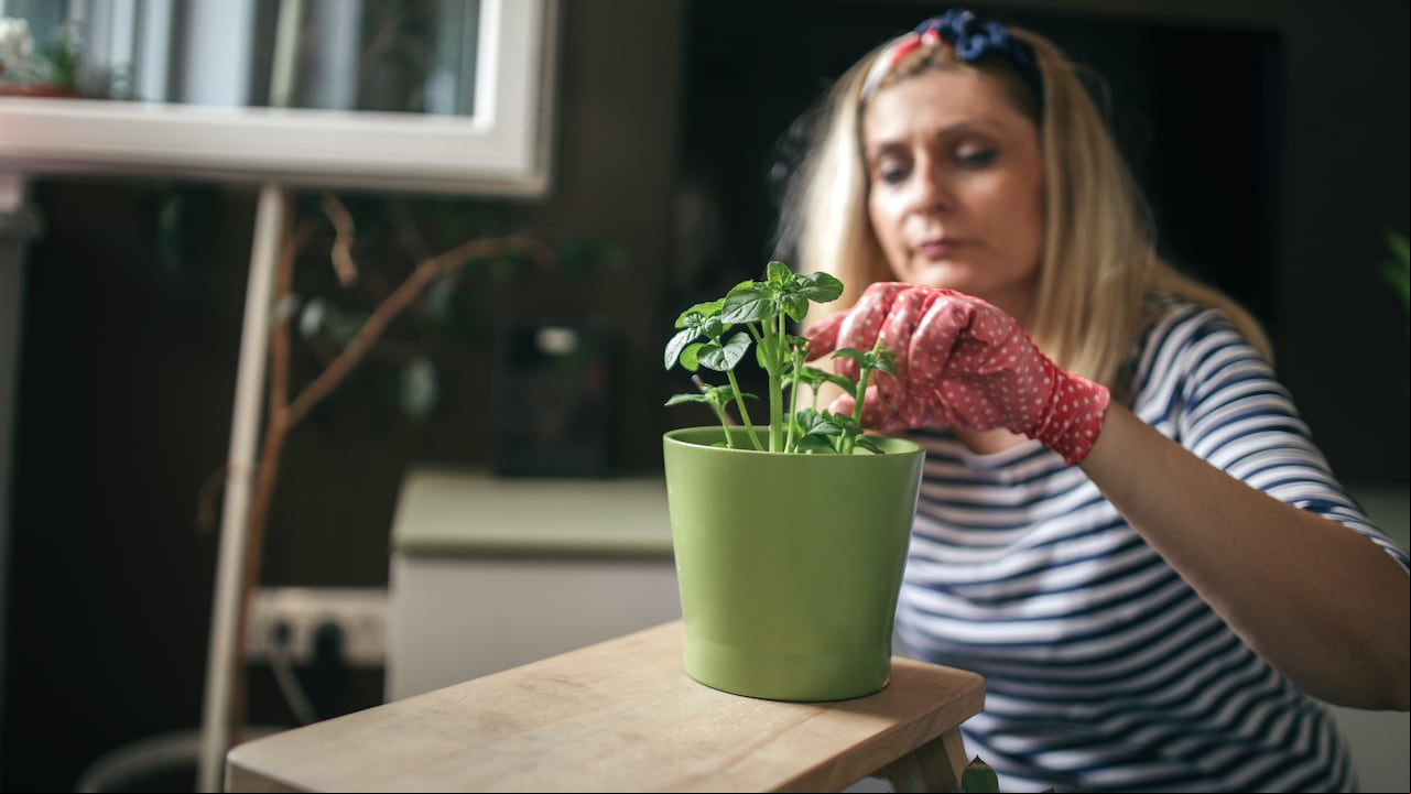 Los jardineros aficionados y expertos se esfuerzan por encontrar métodos eficaces para salvar la hierbabuena en momentos de crisis.