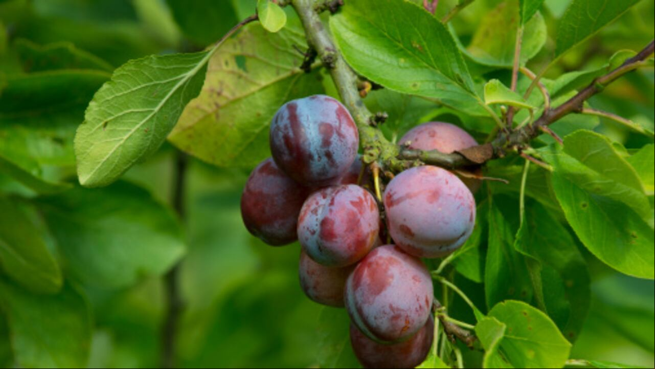 Plum "Opal" ripe fruit on tree Norfolk UK Europe