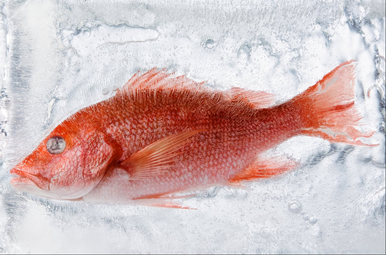 Pescado en la nevera