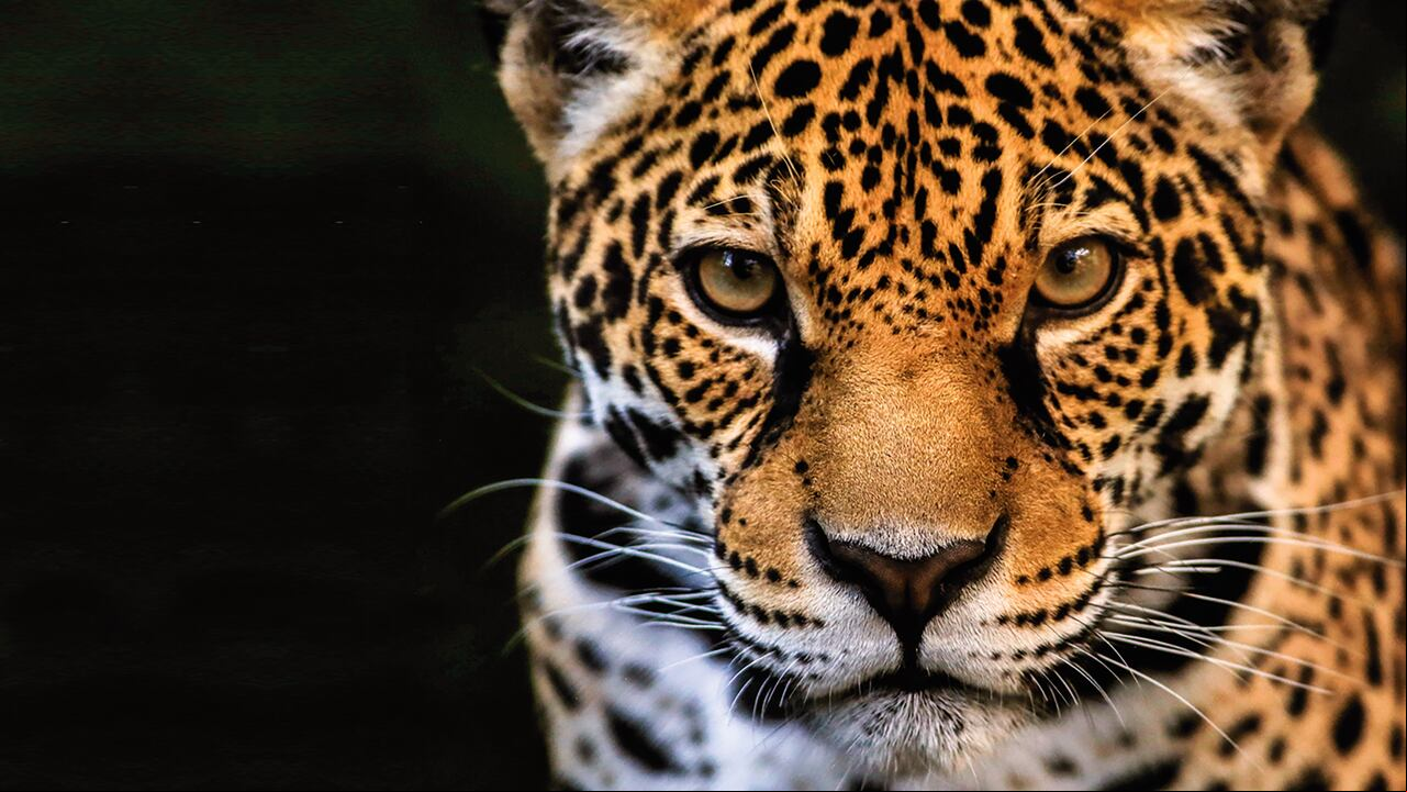 Editorial COP 16 Marco Global de Biodiversidad, ¿En deuda con el planeta?, Semana sostenible
