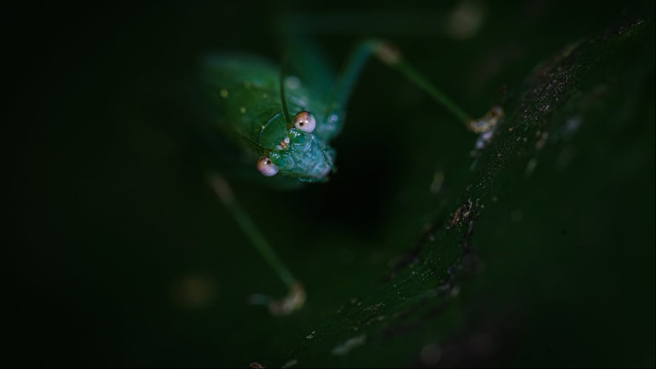 Reportaje gráfico Cali. En el Centro de Educación Ambiental El Topacio, cercano a pueblo Pance y que está a cargo de la CVC, es un ecosistema ideal para la macrofotografía, estos son algunos de sus habitantes.