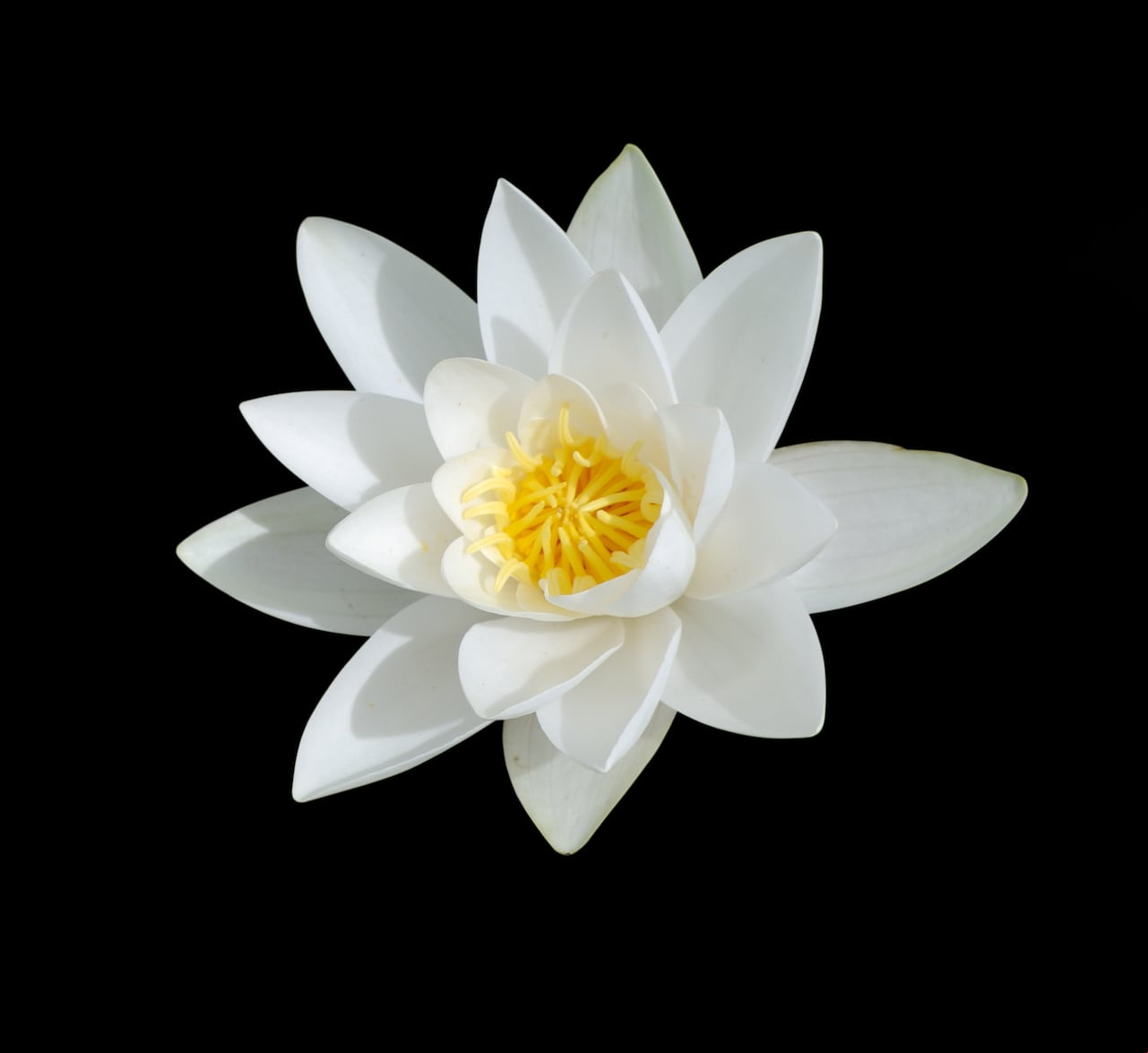 Flor de loto