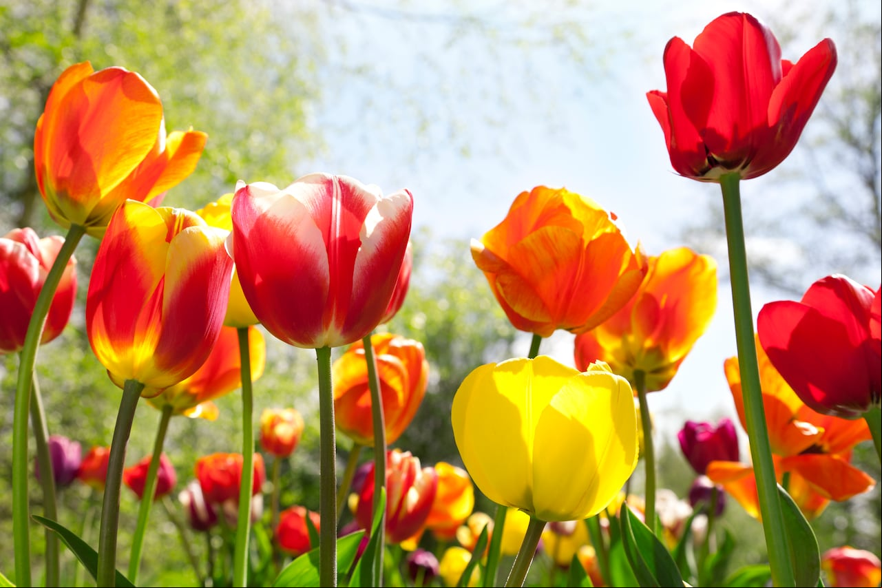 Estas flores tienen elegantes pétalos y tallos esbeltos.