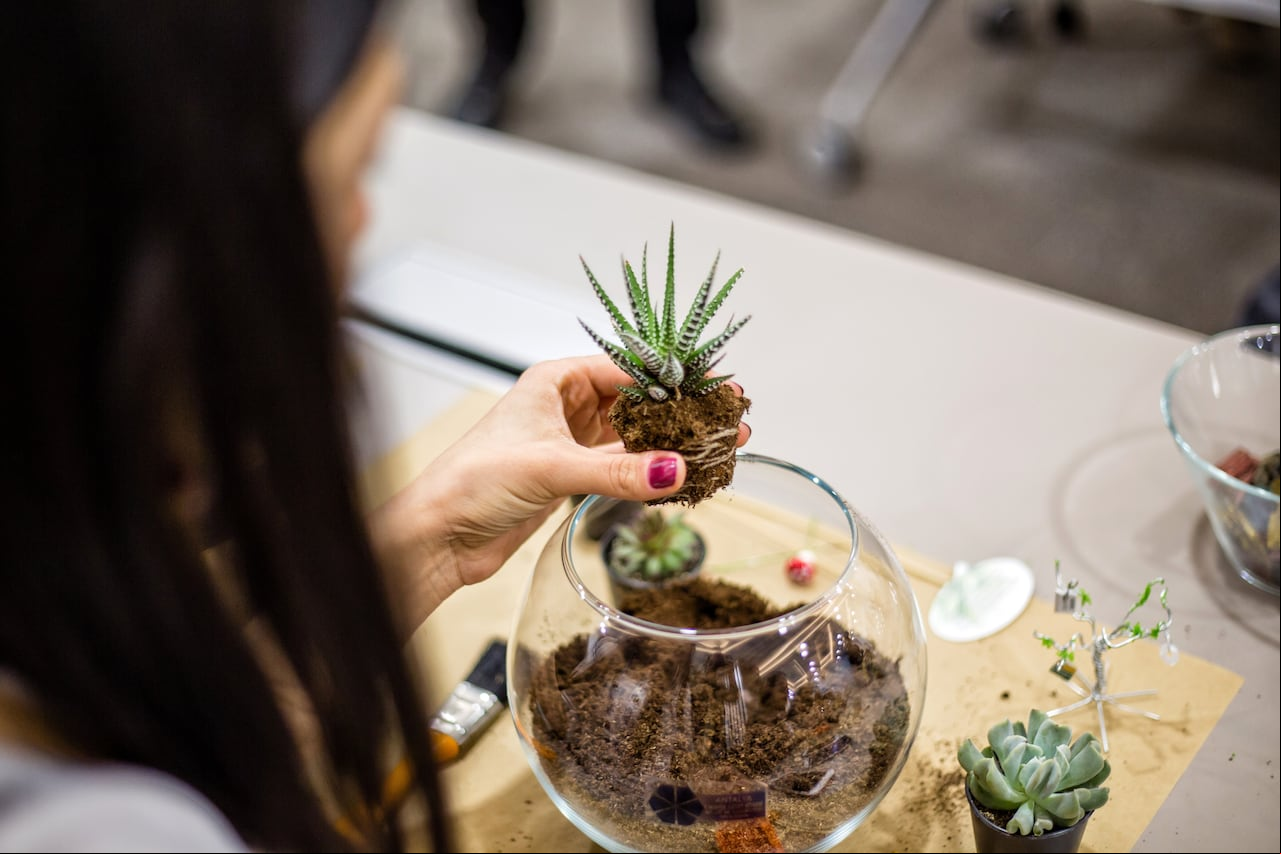 La elección del sustrato se convierte en un detalle crucial, ya que determina la retención de agua y afecta directamente la salud de las raíces y el equilibrio hídrico del terrario.