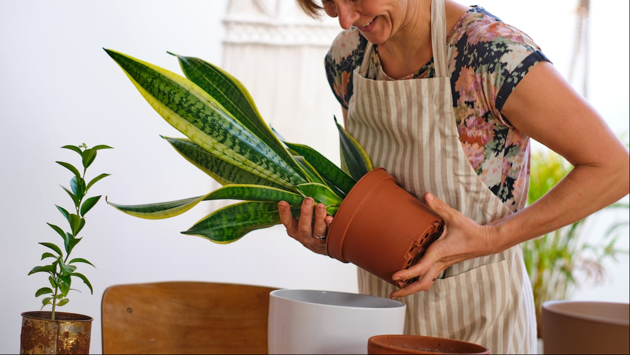 La lengua de suegra, una planta conocida por su resistencia y elegancia, puede beneficiarse significativamente del uso de jengibre como fertilizante natural.