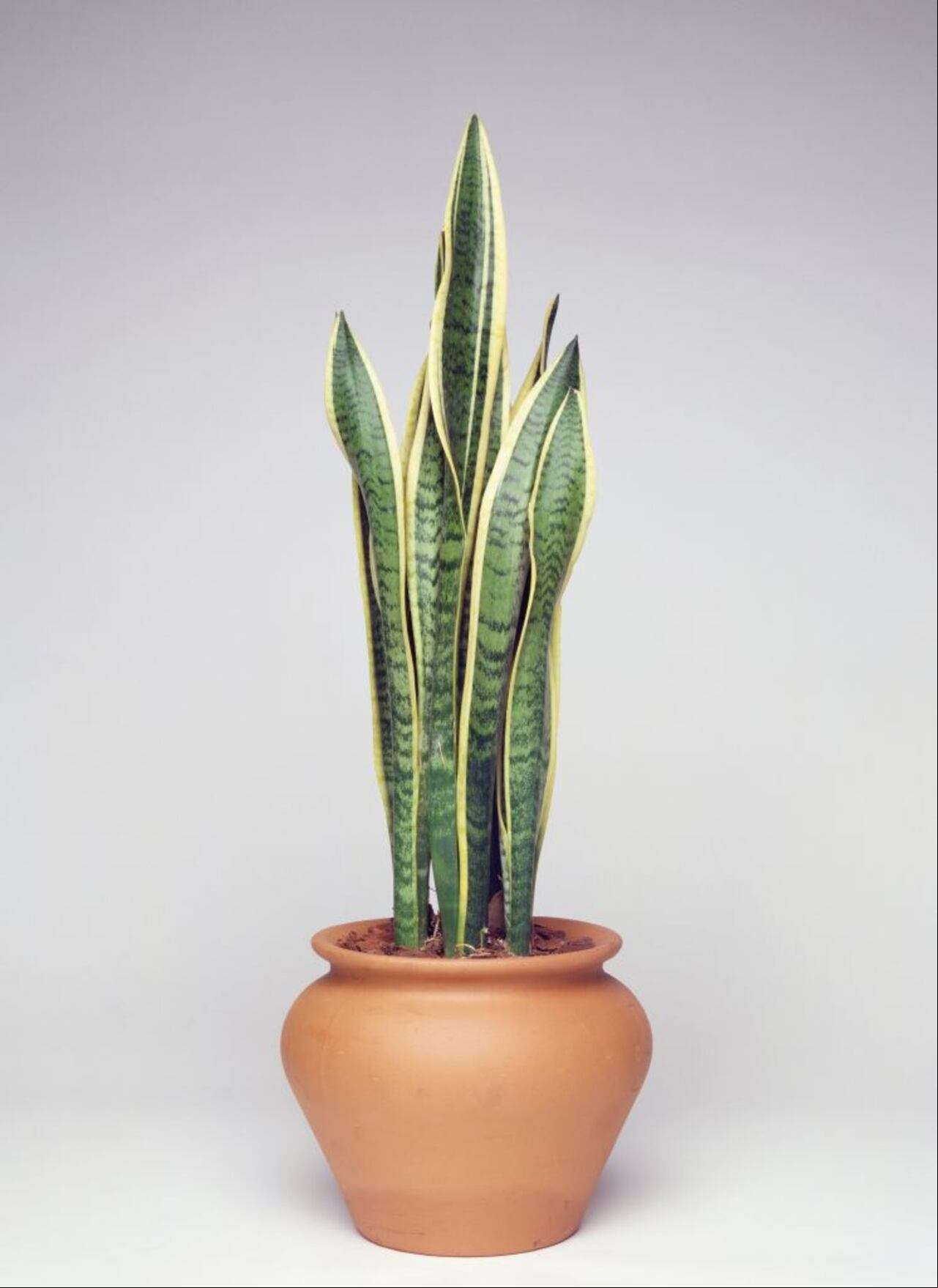 UNSPECIFIED - JUNE 15: Snake sansevieria (Sansevieria trifasciata Laurenti), Asparagaceae. (Photo by DeAgostini/Getty Images)
