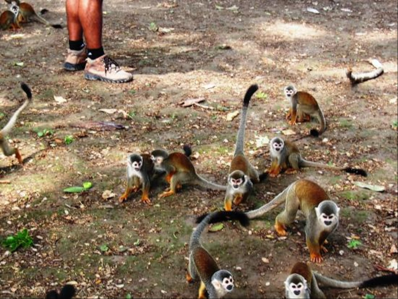 En su mayoría los micos que se encuentran en esta isla pertenecen a la raza Ardilla.