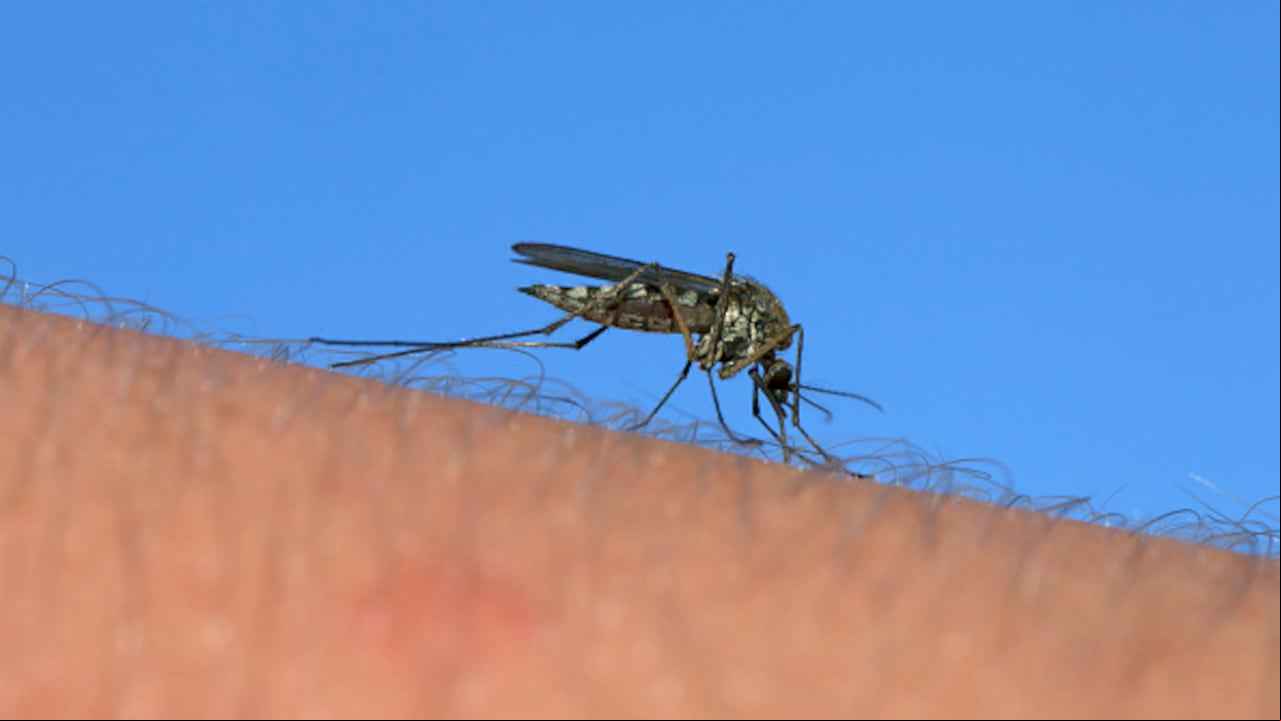 El virus del Oropouche se transmite mediante la picadura de mosquitos.