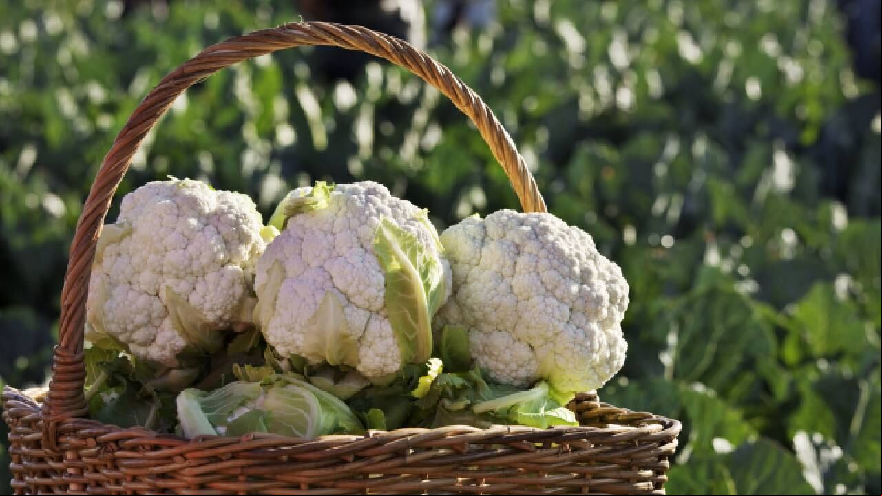 La coliflor contiene agua y fibra que la convierten en un aliado para regular el tránsito intestinal y genera la sensación de saciedad. Foto: Getty images.