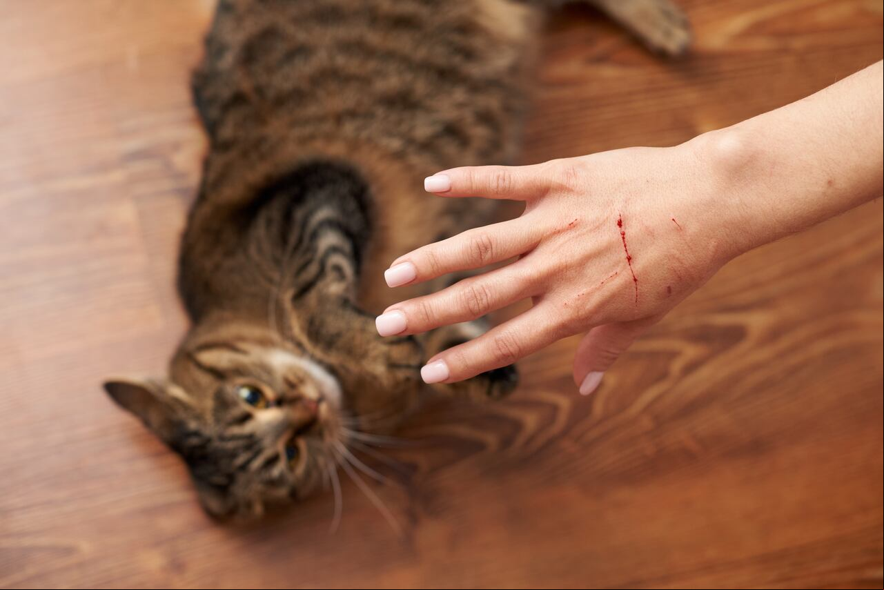 El enrojecimiento y la hinchazón alrededor de un rasguño de gato pueden ser signos de una infección en desarrollo. Vigila de cerca cualquier cambio en la zona afectada.