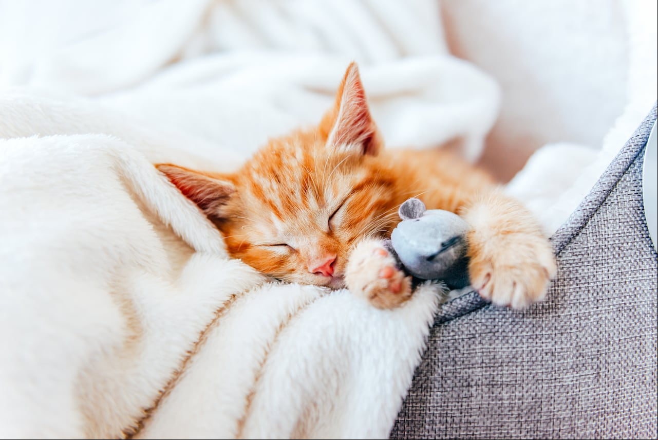 Gato durmiendo.