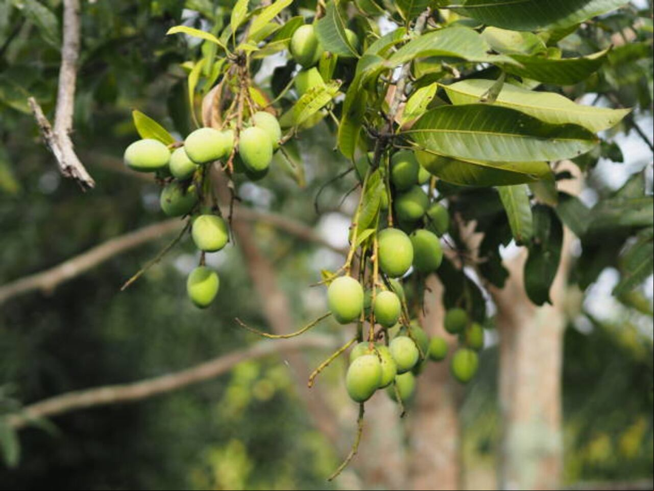 Por unos mangos el niño fue atacado cruelmente.