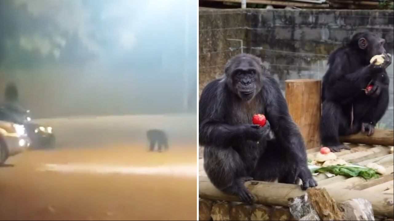 Ambos chimpancés fueron grabados recorriendo las calles, luego de que se escaparan del Bioparque Ukumarí.