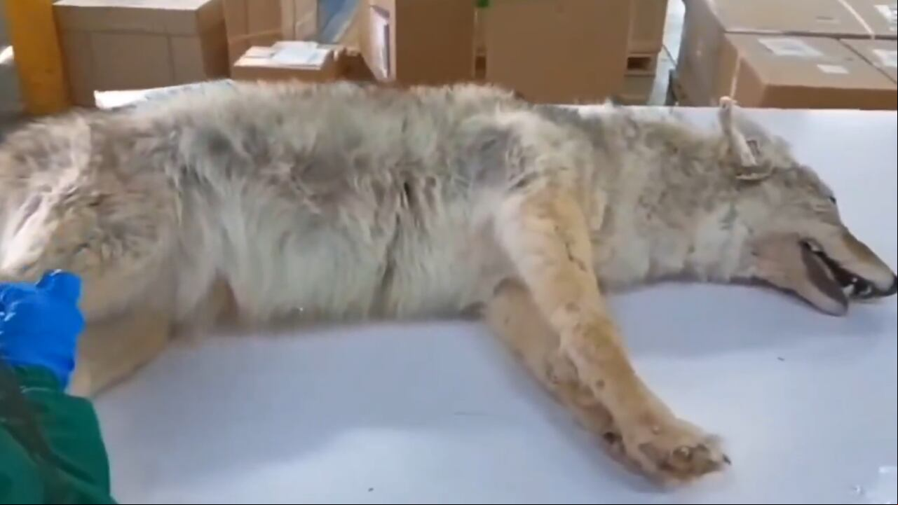 Los dos coyotes fueron incautados por uniformados de la Policía.