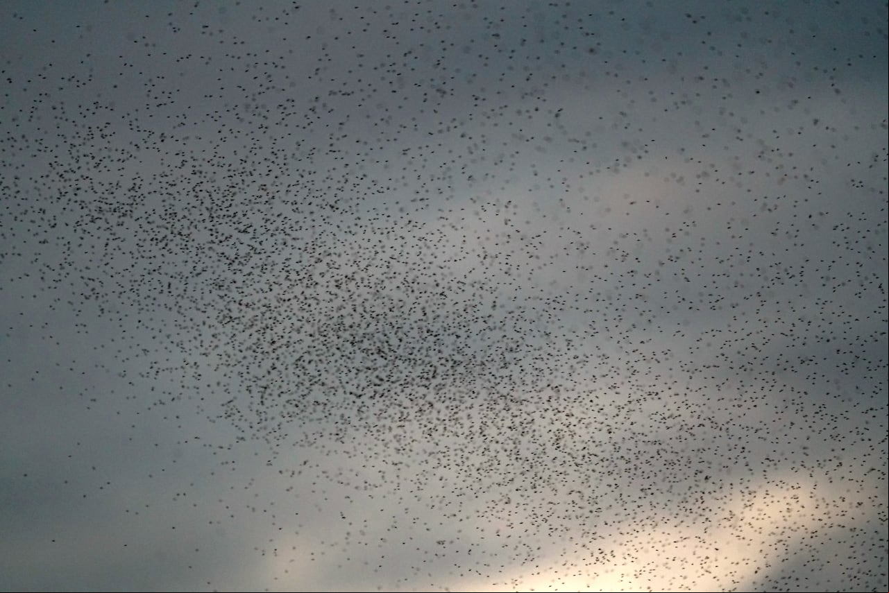 Así se ve una nube de insectos volando por Cali, lo que advierte que se debe tener mucha precaución, ya que hay aumentos de casos con dengue, que estos insectos transmite. La Secretaría de Salud de Cali informó que pese a esfuerzos de la istración el brote de dengue sigue activo, el llamado es a no bajar la guardia.