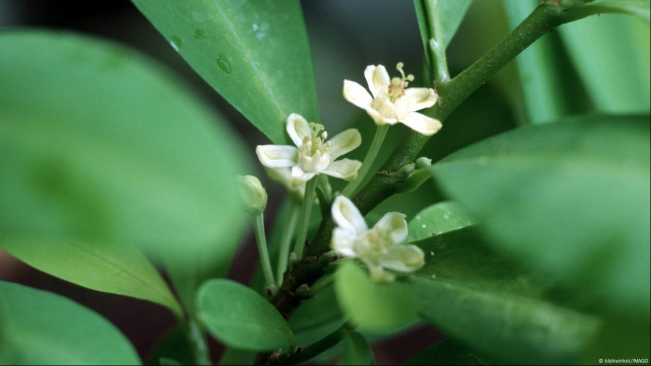 La investigación arqueotoxicológica descubrió compuestos de la planta de coca en tejidos cerebrales de momias del siglo XVII, desafiando creencias históricas. Imagen.