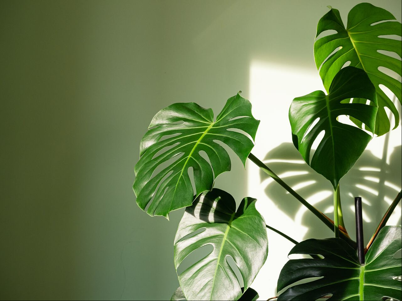 Monstera deliciosa, conocida popularmente como cerimán o costilla de Adán.