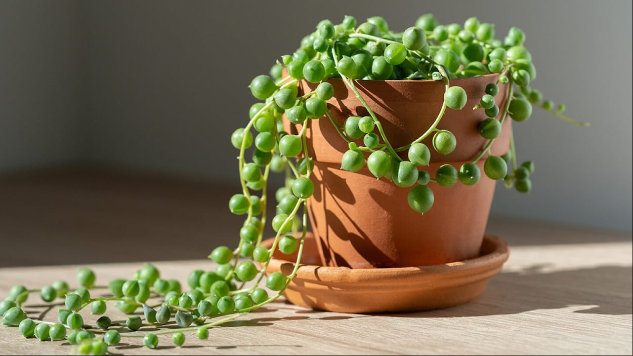 Esta planta requiere de grandes cantidades de Sol, por lo que, es ideal para decorar ventanas, puedes ponerla en la estancia o en la parte en la que más luz entre a tu casa.