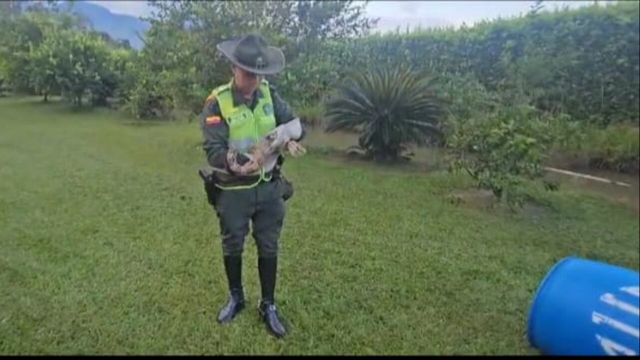 Policía rescató una boa constrictor en la Comuna 22 de Cali