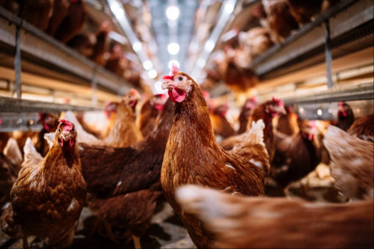 3000 aves son sacrificadas diariamente en las plantas especiales.