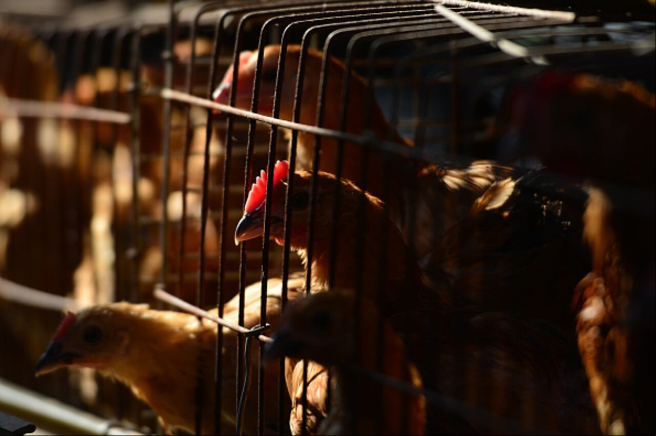 Gallinas