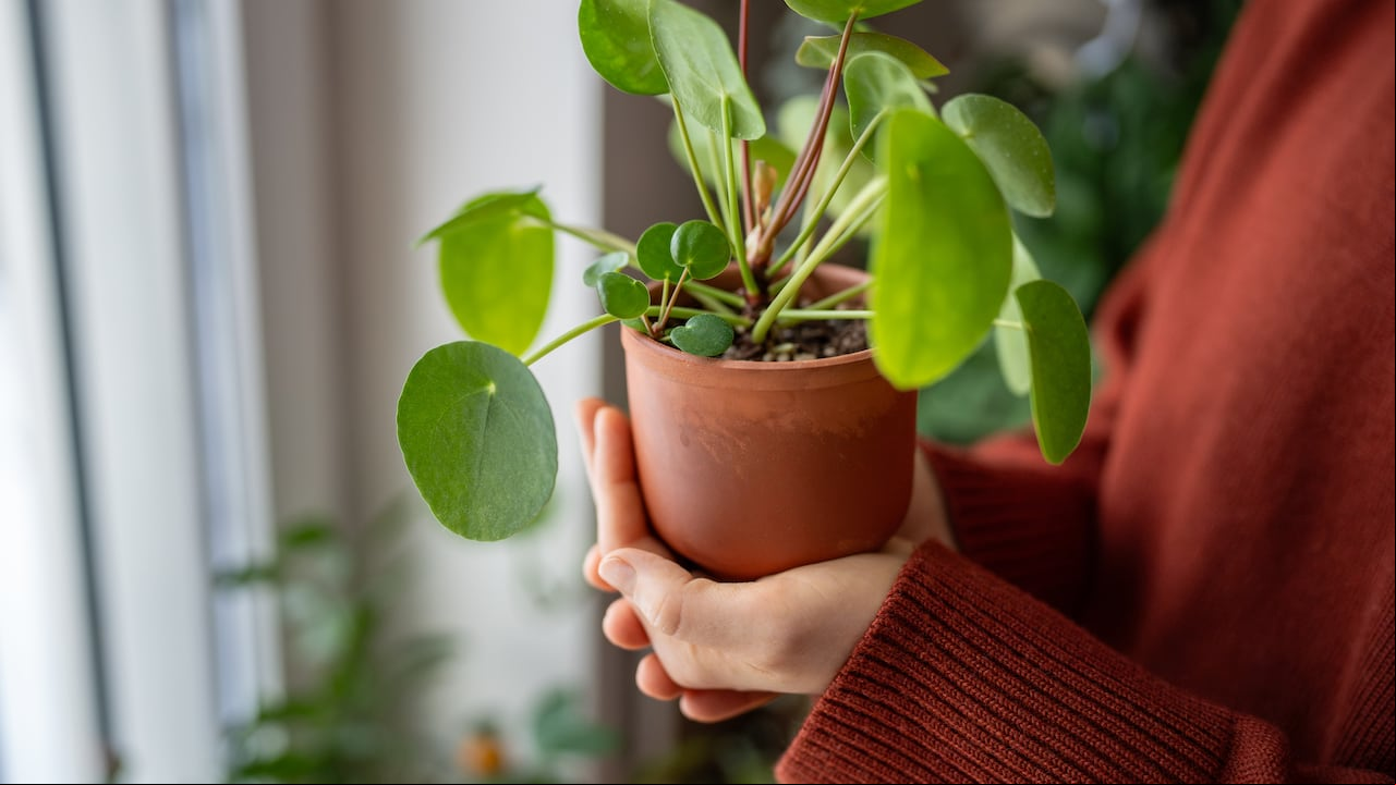¿Se pregunta cómo pueden las plantas de interior como la Planta del Dinero alcanzar su máximo potencial? La respuesta podría estar en su cocina.