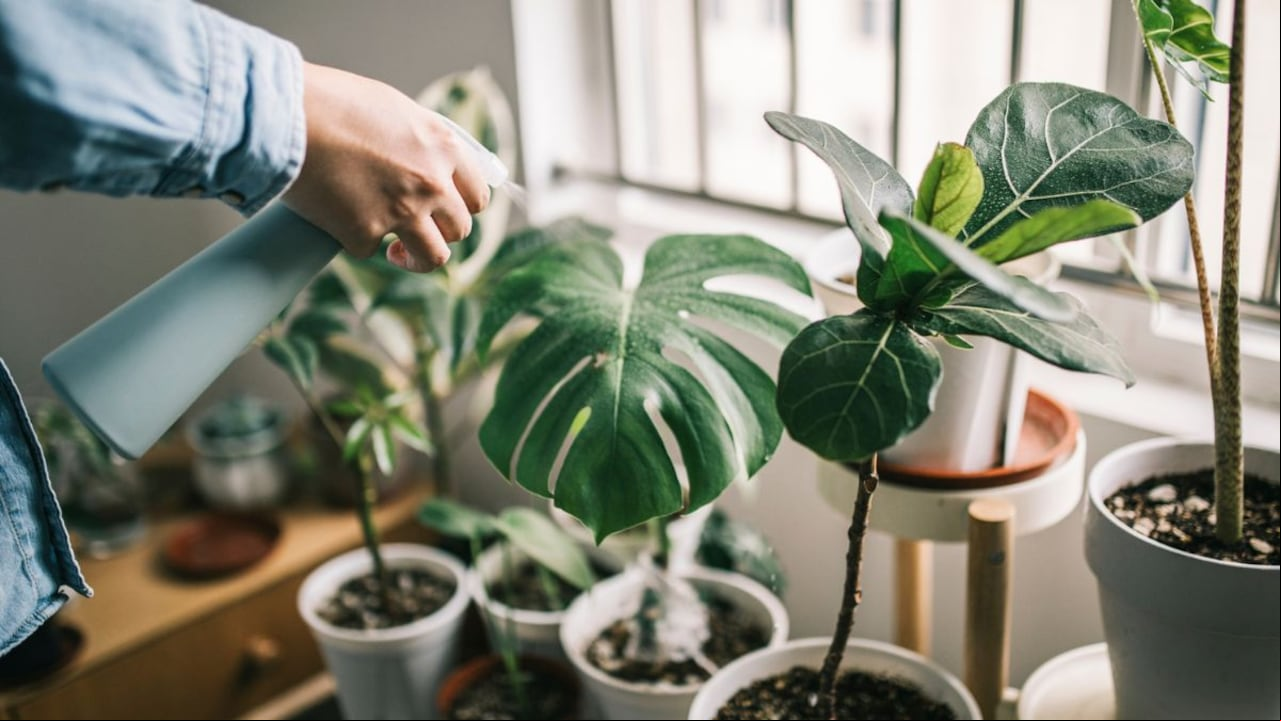 Cómo mantener las plantas verdes y sanas.