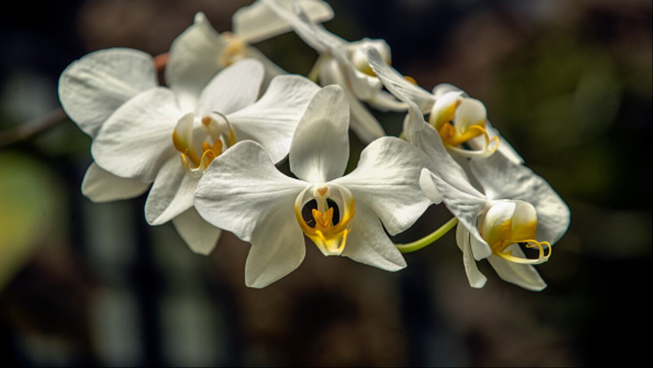Imagen de referencia. Orquídeas.