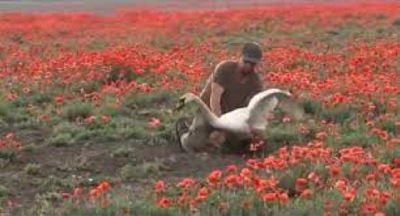cisnes el país