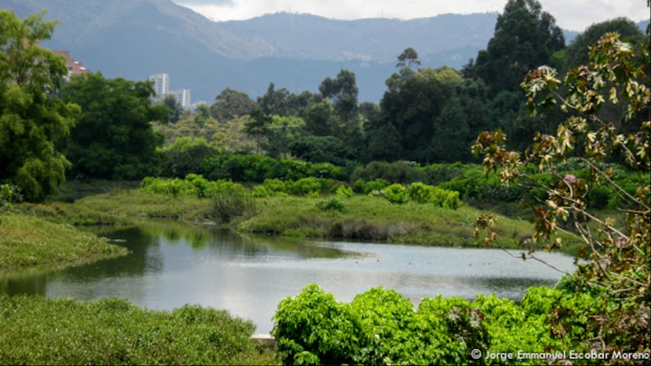 Los humedales suministran alimento, sostienen la biodiversidad y son los ecosistemas que más capturan carbono en el planeta. Por fortuna Bogotá cuenta con 15 oficialmente reconocidos y 23 con potencial. Uno de ellos es el humedal Córdoba, que alberga la mayor cantidad de aves registradas en un humedal, más de 150 especies. Gracias al trabajo de la comunidad vecina hoy es uno de los mejor conservados de la ciudad. Foto: Fundación Humedales Bogotá - Jorge Escobar