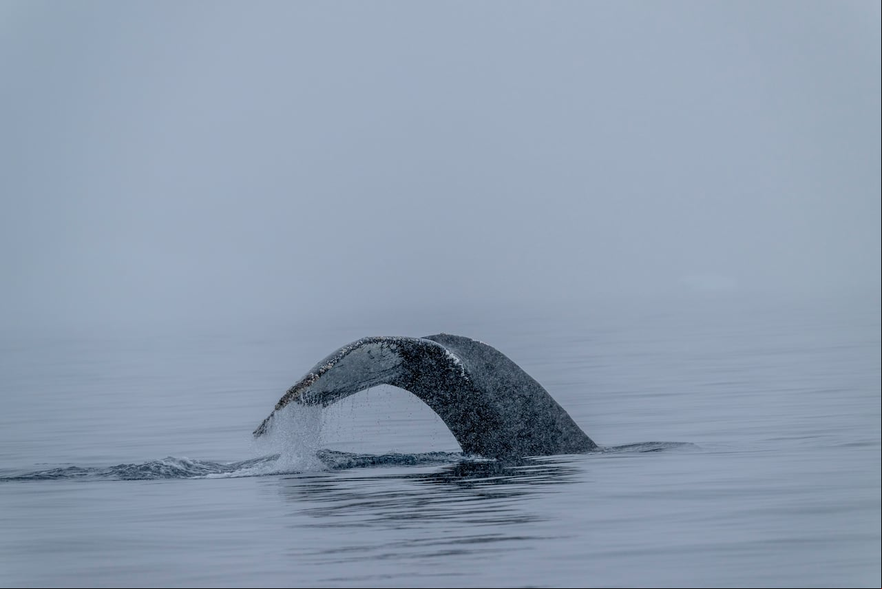 ballena