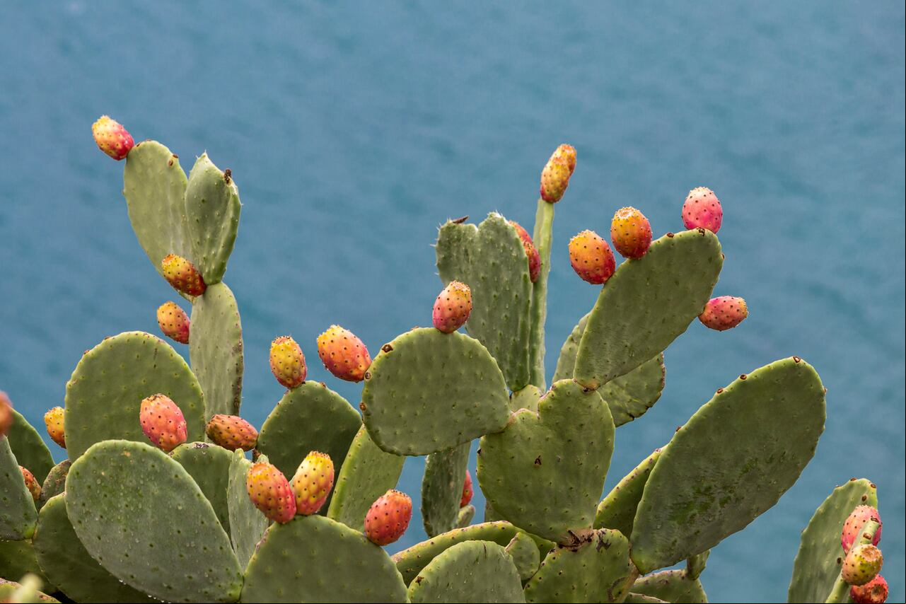 Flor de cactus