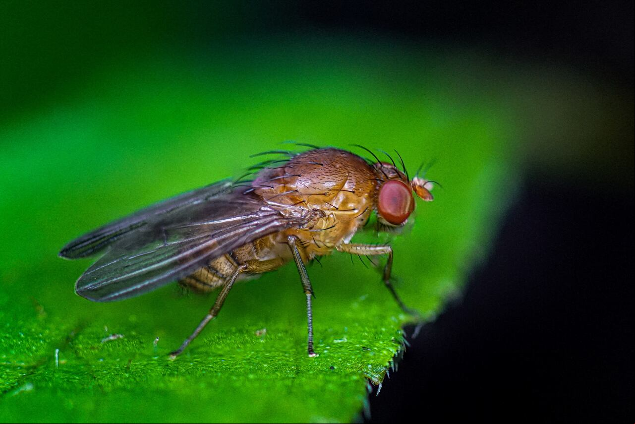 Reportaje gráfico Cali. En el Centro de Educación Ambiental El Topacio, cercano a pueblo Pance y que está a cargo de la CVC, es un ecosistema ideal para la macrofotografía, estos son algunos de sus habitantes.