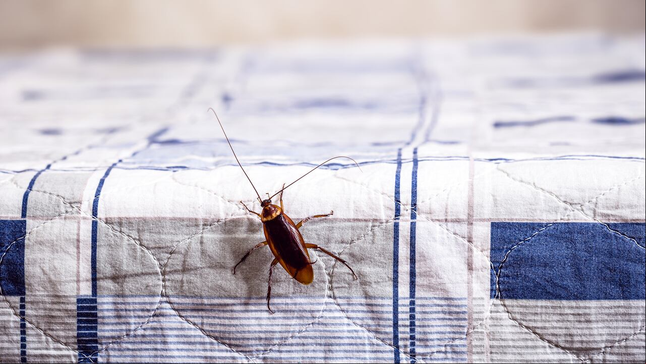 Aunque su tamaño puede hacerlas parecer inofensivas, las cucarachas alemanas pueden representar un riesgo serio para la salud. Estos insectos son capaces de llevar patógenos que pueden contaminar el entorno del hogar y afectar a sus residentes.