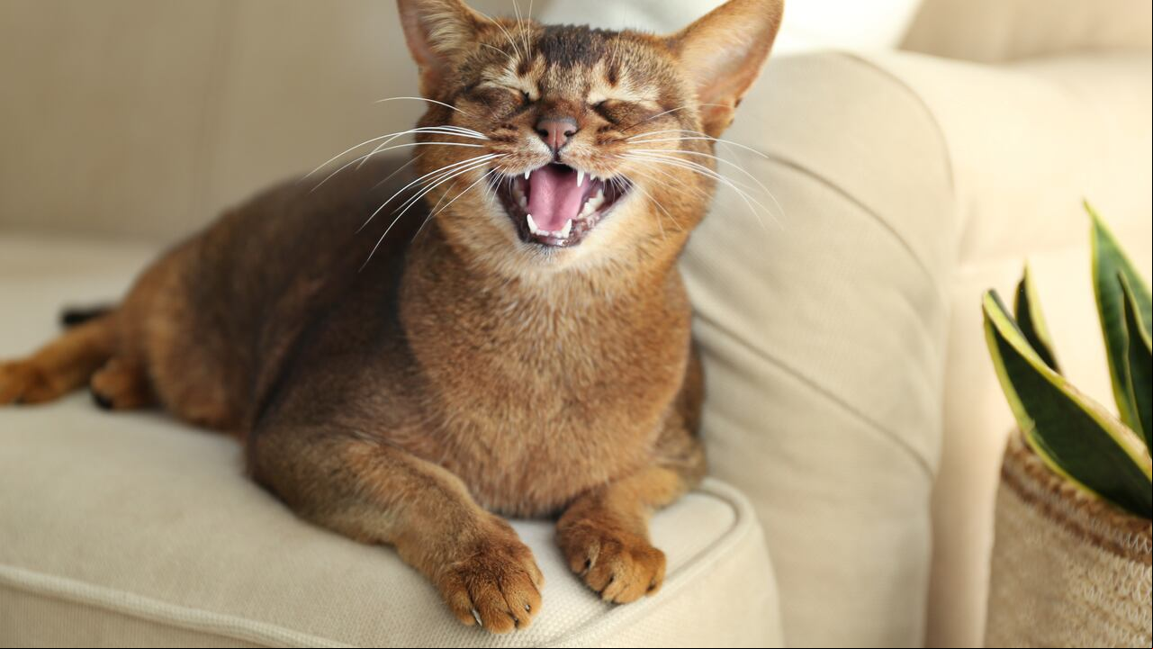 Gato